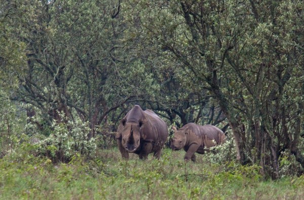 black rhino new (1 of 1)