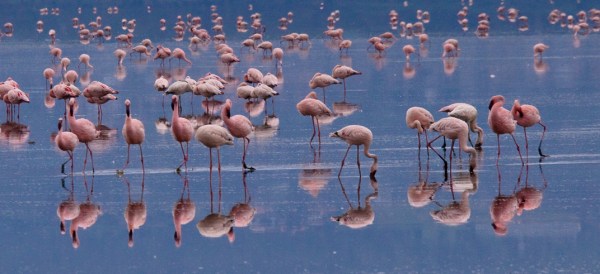 flamingos