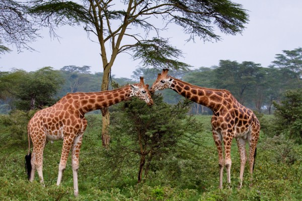 giraffes