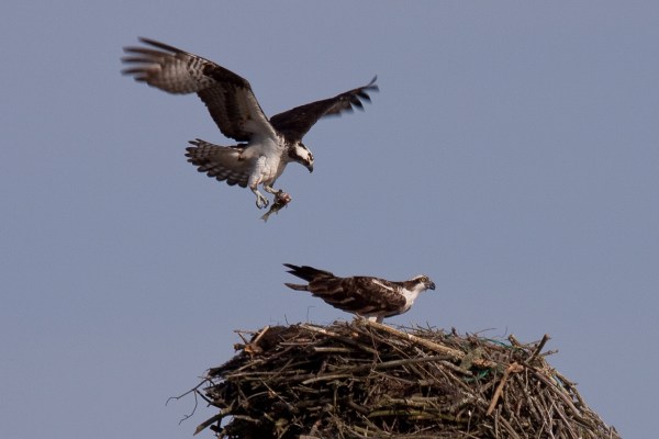 ospreys 2010 (1 of 1)-3
