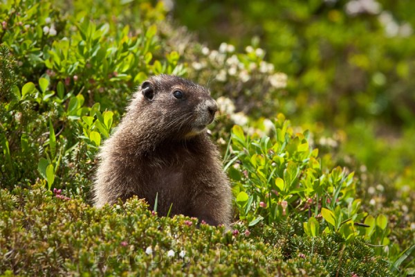 marmot fb