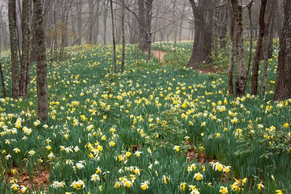 daffodils (1 of 1)-2