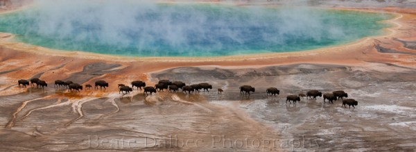 bisons grand prismatic (1 of 1)-2