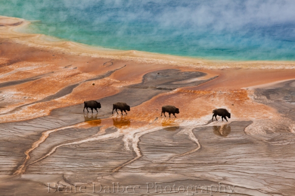 bisons grand prismatic (1 of 1)