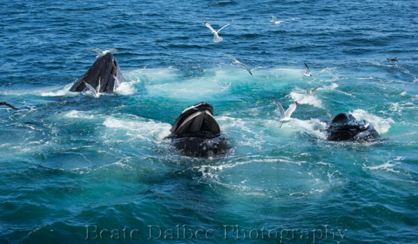 humpback (1 of 1)-4 web