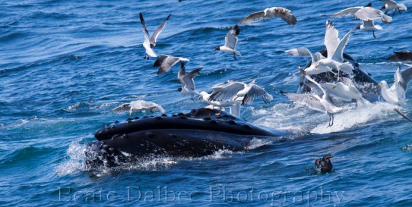 whales (1 of 1)-2 web