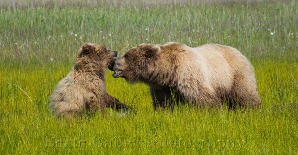 bear cub and sow playing (1 of 1)-3 web