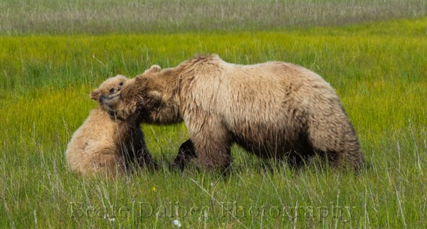 bear cub and sow playing (1 of 1)-8 web