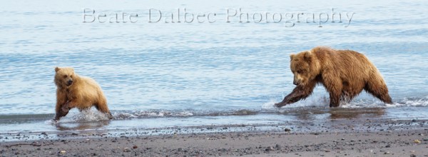 catch me if you can (1 of 1) web